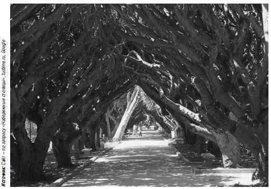 Драценовая аллея 1878 года посадки Прежде всего сад поражает своей - фото 76