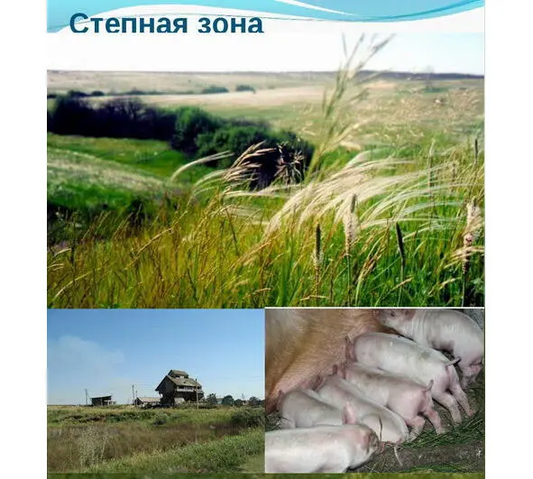 Ягодный хутор мне никогда не забыть Казаком трудовым он останется слыть - фото 20