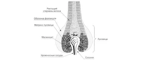 Рис I Строение волосяного фолликула Итак важным аспектом биологии волоса - фото 1