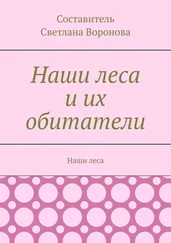 Светлана Воронова - Наши леса и их обитатели