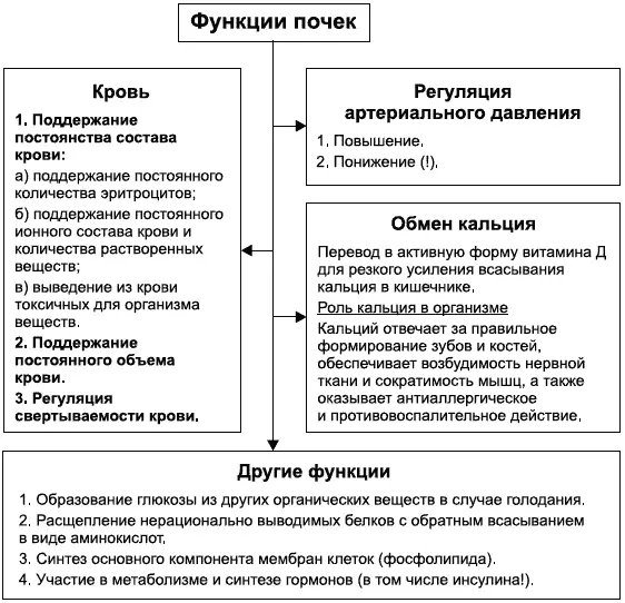 Рис 5Функции почек Итак мы знаем что вся кровь в организме проходит через - фото 15