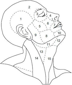 Рис 1 Области головы и переднего отдела шеи наиболее важные для - фото 1