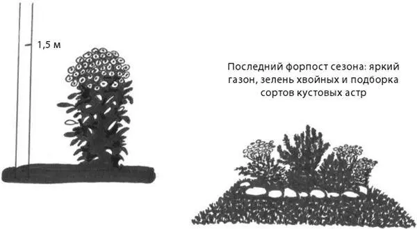 Рис 16Астра многолетняя Условия выращивания и использование в дизайне Астра - фото 20
