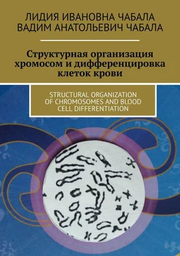 Лидия Чабала СТРУКТУРНАЯ ОРГАНИЗАЦИЯ ХРОМОСОМ И ДИФФЕРЕНЦИРОВКА КЛЕТОК КРОВИ. STRUCTURAL ORGANIZATION OF CHROMOSOMES AND BLOOD CELL DIFFERENTIATION обложка книги