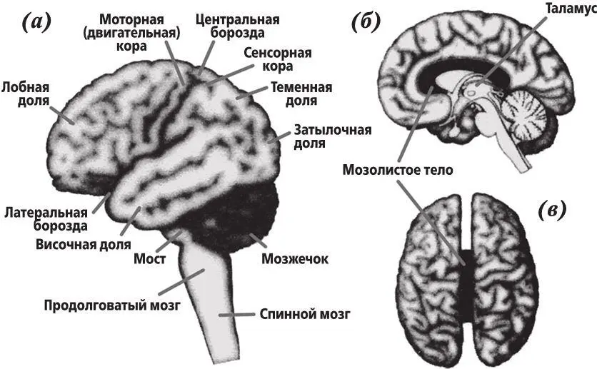 Рис 12 Макроскопическая анатомия человеческого мозга а Левая часть - фото 2