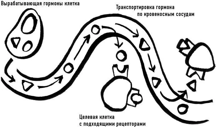 Хорошо развитая инфраструктура все железы производящие гормоны имеют прямое - фото 9