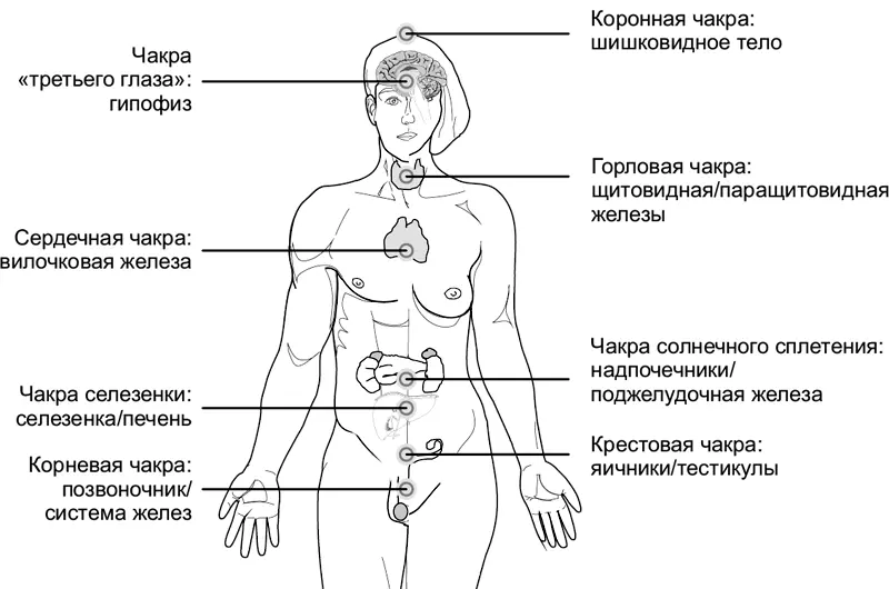 Рис 2 СвадхистанаНаходится в области копчика Сфера влияния обширная - фото 2