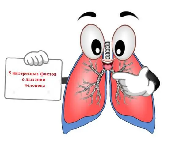 Вначале 5 интересных фактов про дыхание человека Ежедневно мы вдыхаем около - фото 3