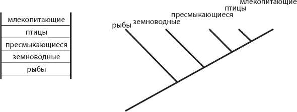 Рис 11 Упрощенная версия лестницы природы для позвоночных слева и та же - фото 1