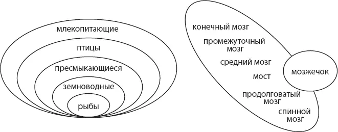 Рис 12 По мнению Эдингера как млекопитающие в своем прогрессивном развитии - фото 2