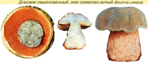 13 Полубелый гриб или боровик желтый Boletus impolitus Шляпка515 см в - фото 12