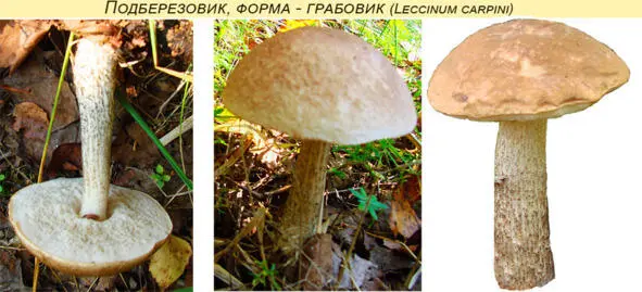 16 Подберезовик дымчатый Leccinum palustre Шляпкамясистая 38 см в - фото 15