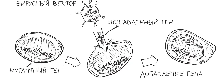 Генная терапия с использованием вирусных векторов За первыми попытками генной - фото 5