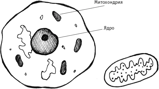 Это митохондрия И от ее работы зависит ваш вес Человек который ест больше - фото 2
