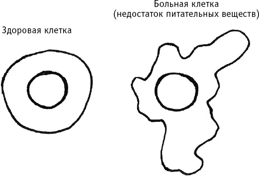А от избытка ненужных элементов отходов у организма просто не хватает сил - фото 4