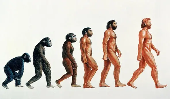 Популярная схема происхождения человека Мы это биологический вид Homo - фото 7