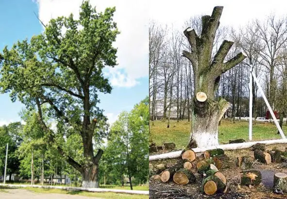 Дуб Наполеона Источник httpwwwbeljuristcompagenapoleonoak Дуба - фото 12