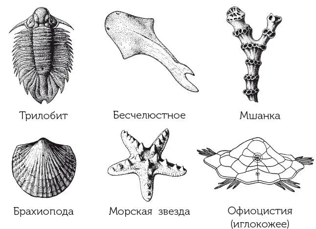 Животные ордовика Их добычей часто становились жившие бок о бок с ними - фото 9
