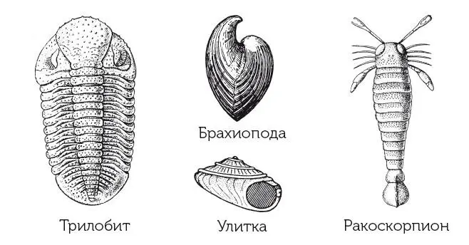 Животные силура Первобытные псилофиты произрастали на побережьях Некоторые из - фото 11
