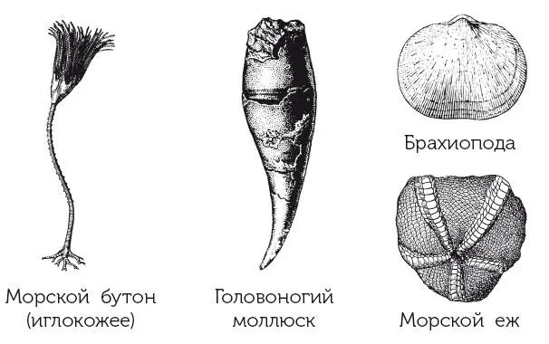 Морские животные карбона и перми Много изменений было и на суше Шумели - фото 14