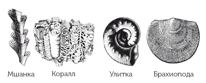 Ископаемые животные из каменноугольных отложений Подмосковья В триасовом - фото 17