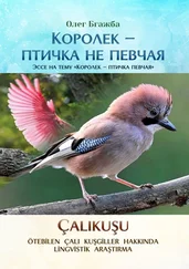 Олег Бгажба - Королек – птичка не певчая. Эссе на тему «Королек – птичка певчая»