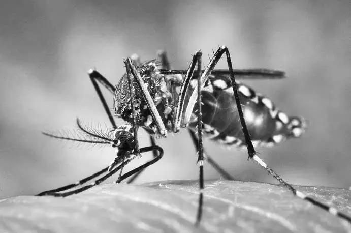 Наш враг Aedes самка комара Aedes в процессе кровавой трапезы на - фото 1