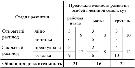 Продолжительность развития пчелиных особей зависит от конкретных условий силы - фото 5