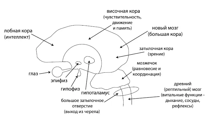 Рис 1 Принципиальная схема строения мозга А новый мозг или новая кора это - фото 2