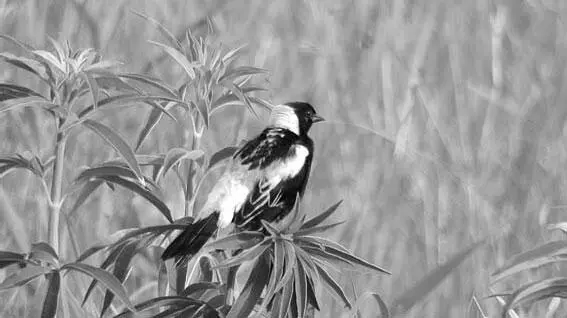 Рисовая птица bobolink В общем если в другой Троице второй член Стихия - фото 3