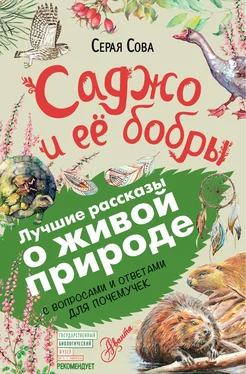 Серая Сова Саджо и ее бобры. С вопросами и ответами для почемучек обложка книги