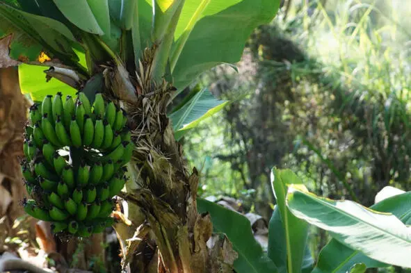 Банановое дерево Лианы Древовидный папор - фото 5
