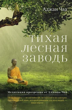 Аджан Чаа Тихая лесная заводь. Медитация прозрения от Аджана Чаа обложка книги