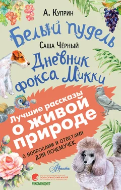 Александр Куприн Белый пудель. Дневник фокса Микки. С вопросами и ответами для почемучек обложка книги