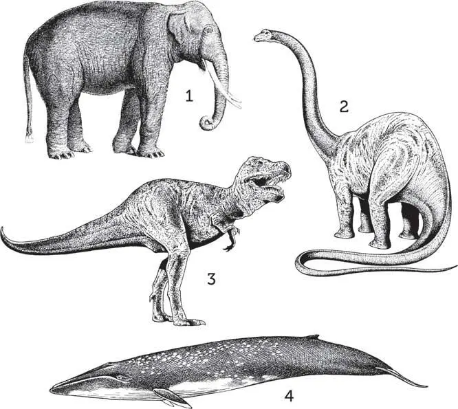Современные и ископаемые животныегиганты 1 слон длина 65 м 2 диплодок - фото 3
