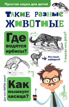 Игорь Павлинов Такие разные животные обложка книги