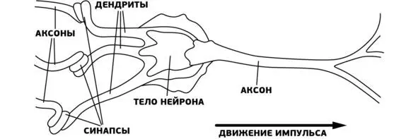 Если человек испытывает шок изза физической или эмоциональной травмы его - фото 3