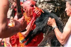 На фото фестиваль Gadhimai 2009 г Непал Жрец 94 в желтых одеждах - фото 41