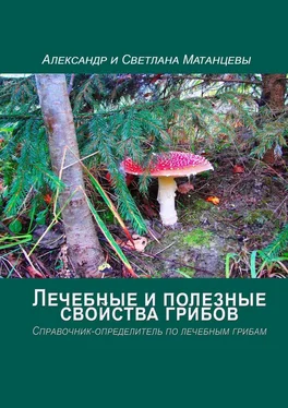 Светлана Матанцева Лечебные и полезные свойства грибов. Справочник-определитель по лечебным грибам обложка книги