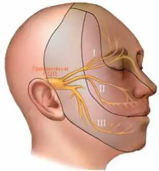 в Тройничный нерв Рис 7 Лицевой и тройничный нерв nn Facialis et - фото 14