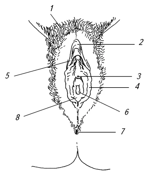 Рис 1 Строение наружных женских половых органов 1 лобок 2 клитор 3 - фото 1