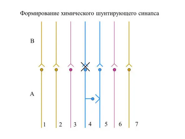 И затем со временем этот участок преобразуется в химический синапс Теперь - фото 5