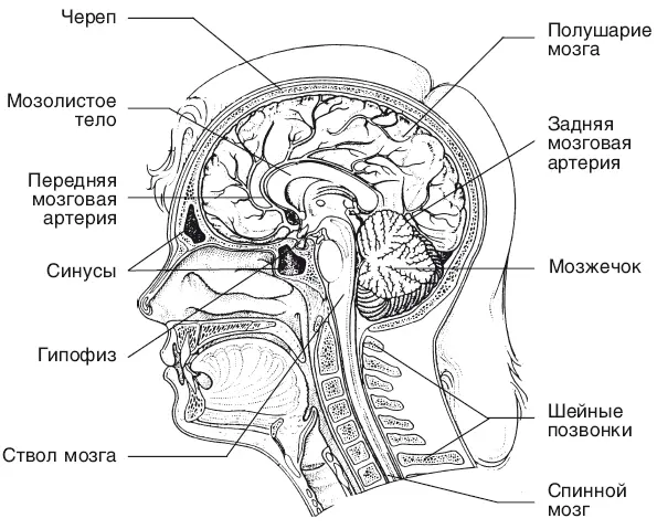 Рис 2 Головной мозг Работа сердца как в покое так и при физической - фото 3