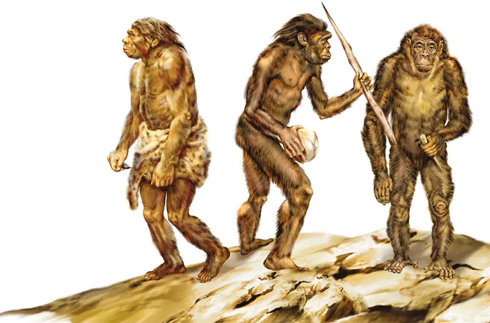 Неандерталец Питекантроп Австралопитек Кто же эти одни вторые и третьи - фото 4