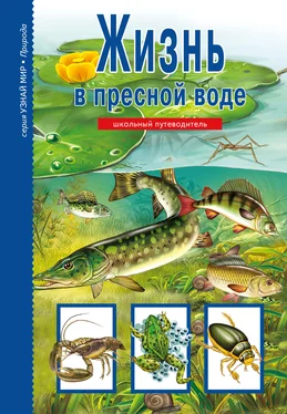 Сергей Афонькин Жизнь в пресной воде обложка книги