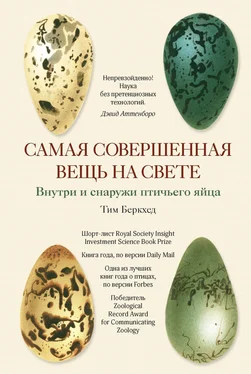 Тим Беркхед Самая совершенная вещь на свете обложка книги