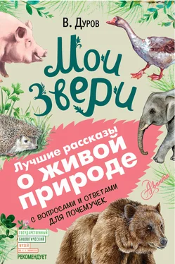 Владимир Дуров Мои звери. С вопросами и ответами для почемучек обложка книги