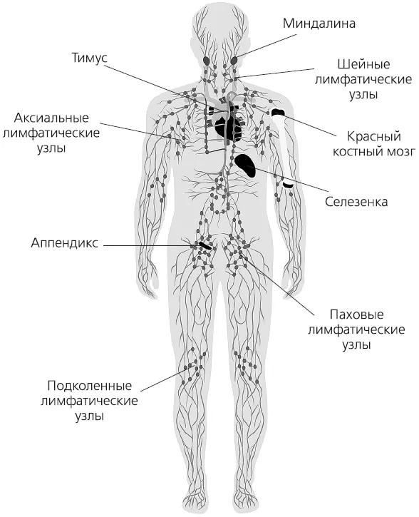 Рисунок 1 Лимфатическая система Селезенка это самый крупный лимфоидный орган - фото 3