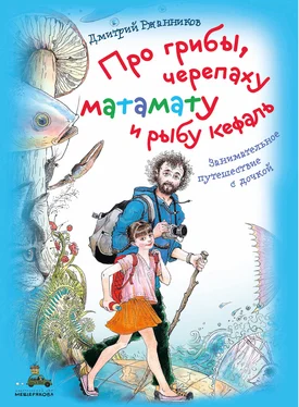Дмитрий Ржанников Про грибы, черепаху матамату и рыбу кефаль обложка книги