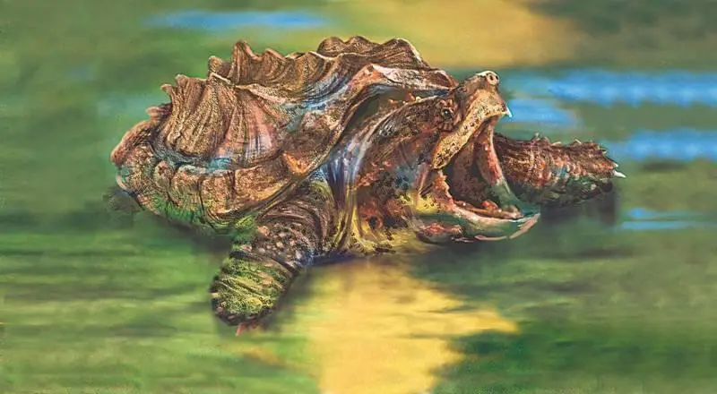 Грифовая черепаха Каймановая черепаха Грифовая черепаха самая крупная из - фото 2